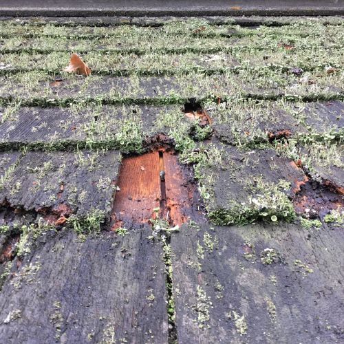 Ontmossen van het dak van uw tuinhuis